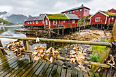 Norwegian cod fishing town of Reine, Lofoton Islands, Norway, Scandinavia, Europe