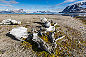 Whale remains in Gashamna (Goose Bay), Hornsund, Spitsbergen Island, Svalbard Archipelago, Norway, Scandinavia, Europe