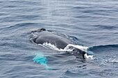 Adult humpback whale (Megaptera novaeangliae), Sorkapp, Svalbard Archipelago, Norway, Scandinavia, Europe