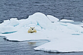 Adult polar bear (Ursus maritimus) on the ice near Moffen Island, Svalbard, Norway, Scandinavia, Europe