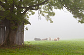 Cattle in fog, near Fussen, Bavaria, Germany, Europe