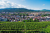 Vineyards, Freiburg, Baden-Wurttemberg, Germany, Europe