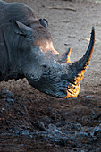 White rhino (Ceratotherium simum) at waterhole, Mkhuze Game Reserve, KwaZulu Natal, South Africa, Africa