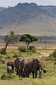 Elephant (Loxodonta africana) herd walking to the river to drink, Masai Mara National Reserve, Kenya, East Africa, Africa