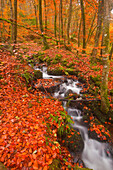 A small stream running through Charles Wood, Dartmoor National Park, Devon, England, United Kingdom, Europe