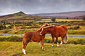 Two ponies in the wilds of Dartmoor, Devon, England, United Kingdom, Europe