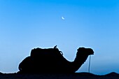 Silhouette of a camel in the desert at night, Erg Chebbi Desert, Morocco, North Africa, Africa