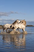 Camargue horses, stallions fighting in the water, Bouches du Rhone, Provence, France, Europe