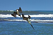 Pair of Brown Pelicans (Pelecanus occidentalis) dive for fish at the Nosara River mouth, Nosara, Guanacaste Province, Costa Rica, Central America