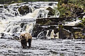 Young brown bear (Ursus arctos) fishing for pink salmon at low tide in Pavlof Harbour, Chichagof Island, Southeast Alaska, United States of America, North America