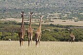 Masai giraffe (Giraffa camelopardalis), Masai Mara National Reserve, Kenya, East Africa, Africa