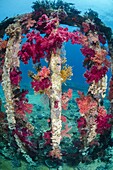 Pink, purple, soft coral growing on a sunken cargo container, Ras Mohammed National Park, Red Sea, Egypt, North Africa, Africa