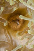 Close-up of mouth of magnificent anemone (Heteractis magnifica), Ras Mohammed National Park, off Sharm el-Sheikh, Sinai, Red Sea, Egypt, North Africa, Africa