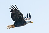 Bald eagle (Haliaeetus leucocephalus) near Prince Rupert, British Columbia, Canada, North America