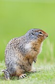 Columbian ground squirrel (Spermophilus columbianus), Barkersville, British Columbia, Canada, North America