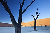 Dead camelthorn trees said to be centuries old in silhouette against towering orange sand dunes bathed in morning light in the dried mud pan at Dead Vlei, Namib Desert, Namib Naukluft Park, Namibia, Africa