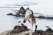 Adult Antarctic shags (Phalacrocorax (atriceps) bransfieldensis), breeding colony on Jougla Point, Weincke Island, Antarctica, Polar Regions