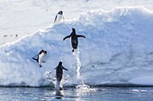 Adult gentoo penguins (Pygoscelis papua) leaping onto ice in Mickelson Harbor, Antarctica, Southern Ocean, Polar Regions