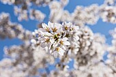 Cherry blossom in the Maruyama-Koen Park, Kyoto, Japan, Asia