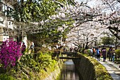 Cherry blossom in the Philosopher's Walk, Kyoto, Japan, Asia