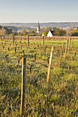 Vineyards above the village of Thesee, Loir-et-Cher, France, Europe