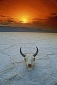 Cow's skull on salt flats, Death Valley National Monument, California, United States of America, North America