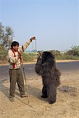 Dancing bear forced to perform for tourists, near Fatehpur Sikri, Rajasthan state, India, Asia