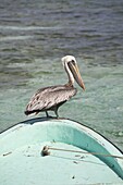 Pelican, Tobaco Caye, Belize, Central America