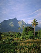 Landscape at dusk, Tanzania, East Africa, Africa