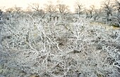 Dead wood, El Chalten, Patagonia, Argentina, South America