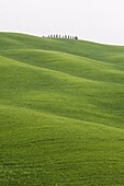 Countryside near San Quirico d'Orcia, Val d'Orcia, Siena province, Tuscany, Italy, Europe