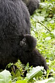 Young mountain gorilla (Gorilla gorilla beringei), Rwanda (Congo border), Africa