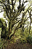 Native bush at Dawson Falls, where woodland is known as the Goblin forest due to trailing moss and gnarled trees, Egmont National Park, Taranaki, North Island, New Zealand, Pacific