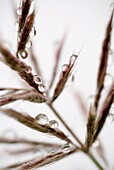 Water droplets on grass, Dali, Yunnan, China, Asia