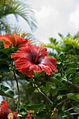 Red hibiscus flowers, Costa Rica, Central America