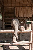 Elephants at the Anantara Golden Triangle Resort, Sop Ruak, Golden Triangle, Thailand, Southeast Asia, Asia
