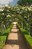 Arches of roses, Mottisfont Abbey Garden, Hampshire, England, United Kingdom, Europe