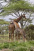 Masai Giraffe (Giraffa camelopardalis tippelskirchi) mother and young, Serengeti National Park, Tanzania, East Africa, Africa