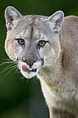 Mountain lion (cougar) (Felis concolor), in captivity, Sandstone, Minnesota, United States of America, North America