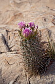 Whipple cactus, Utah, United States of America, North America