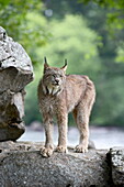 Canadian lynx (Lynx canadensis) in captivity, Sandstone, Minnesota, United States of America, North America