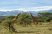Giraffe, Samburu National Reserve, Kenya, East Africa, Africa