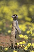 Meerkat (Suricata suricatta), among devil's thorn flowers, Kgalagadi Transfrontier Park, Northern Cape, South Africa, Africa