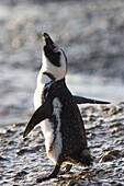 Jackass penguin (African penguin) (Spheniscus demersus), Cape Town, South Africa, Africa
