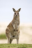 Eastern grey kangaroo (Macropus fuliginosus), Marramarang National Park, New South Wales, Australia, Pacific