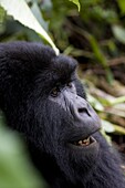 Mountain gorilla (Gorilla gorilla beringei), Rwanda (Congo border), Africa