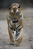 Dominant male Indian Tiger (Bengal tiger) (Panthera tigris tigris), Bandhavgarh National Park, Madhya Pradesh state, India, Asia