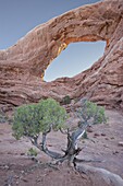 South Window with a juniper, Zion National Park, Utah, United States of America, North America