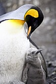 King penguin (Aptenodytes patagonica) adult and first season chick, Salisbury Plain, South Georgia, Polar Regions