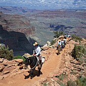 Tourists on horseback returning from trekking in the Grand Canyon, UNESCO World Heritage Site, Arizona, United States of America, North America